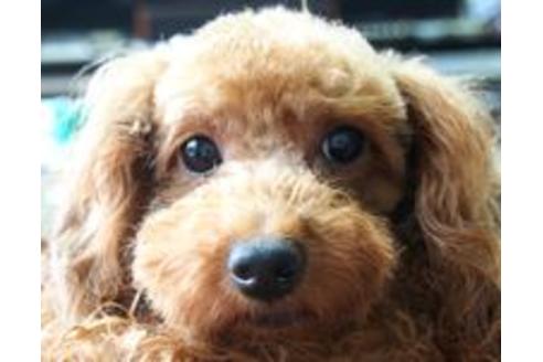 販売中のトイプードルの親犬
